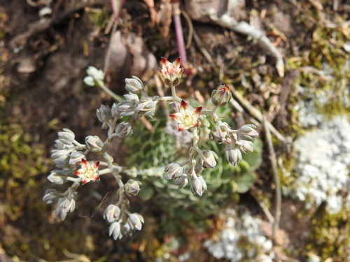 Graptopetalum filiferum