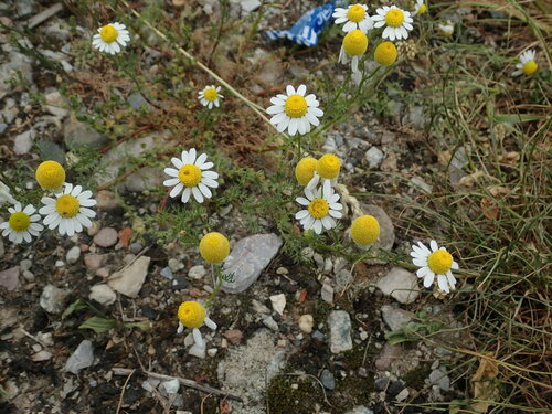 Kamilica (Matricaria chamomilla)