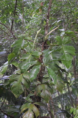 Philodendron squamiferum