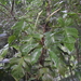 Philodendron squamiferum - Photo (c) R.E.Llanos, algunos derechos reservados (CC BY-NC-SA), subido por R.E.Llanos