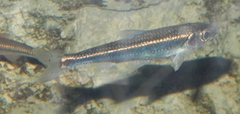 Notropis leuciodus