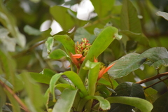 Aechmea mertensii