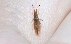 Cryptorhamphus orbus