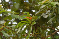 Aechmea mertensii