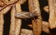 Cryptorhamphus orbus