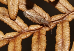 Cryptorhamphus orbus