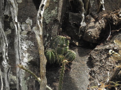 Echinocereus subinermis