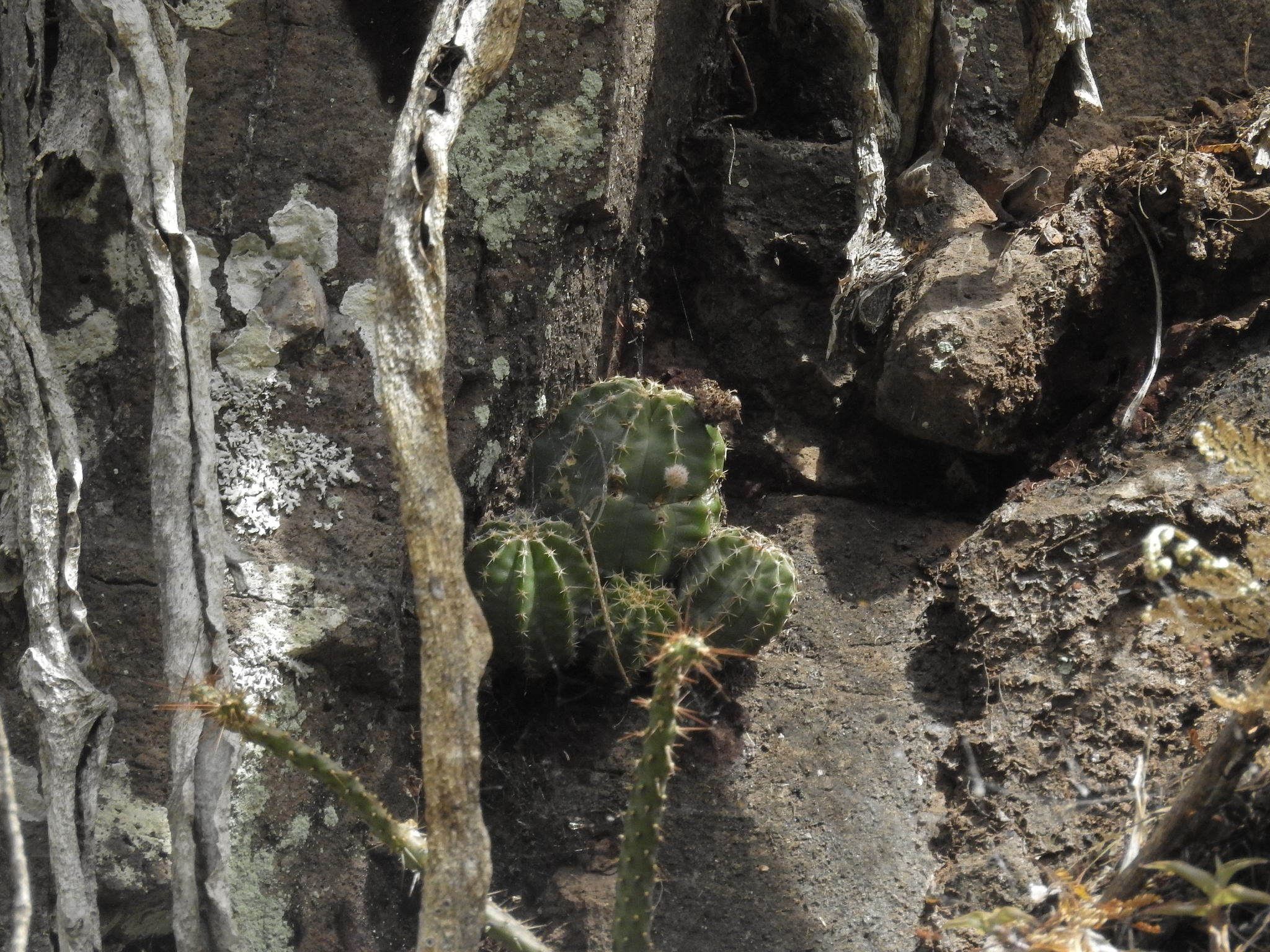 Echinocereus subinermis