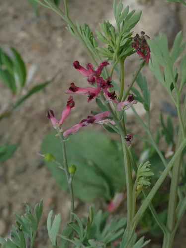 zemedym Schleicherov (Fumaria schleicheri)