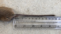 Peromyscus pectoralis