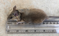 Peromyscus pectoralis