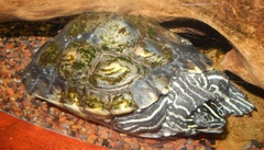 Graptemys flavimaculata