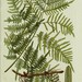Southern Brackenfern - Photo (c) Biodiversity Heritage Library, some rights reserved (CC BY)