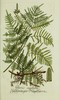 Southern Brackenfern - Photo (c) Biodiversity Heritage Library, some rights reserved (CC BY)