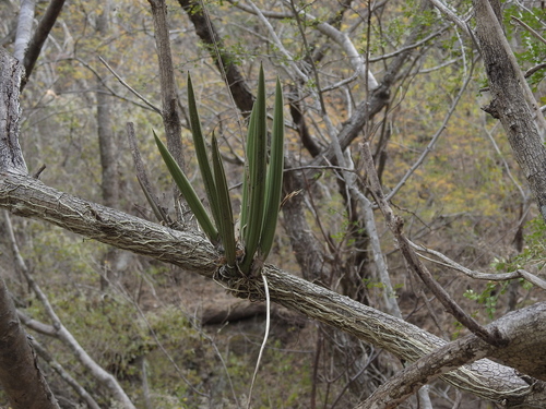 Trichocentrum cebolleta, photograph 4