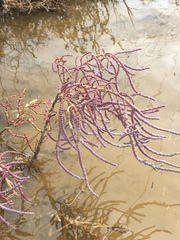 Allenrolfea occidentalis