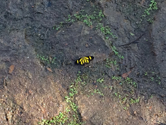 Cyllopoda claudicula