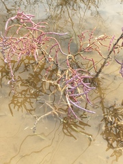 Allenrolfea occidentalis