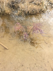 Allenrolfea occidentalis