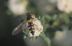 Allograpta hortensis