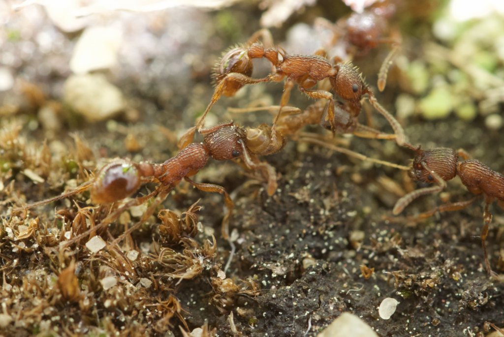 American Furrowed Ant
