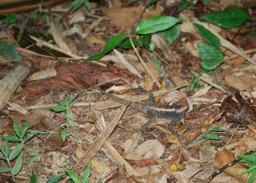 Forest Garden Lizard