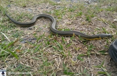 Helicops leopardinus