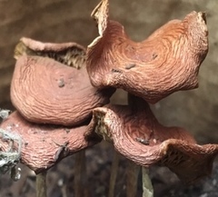 Gymnopilus luteofolius
