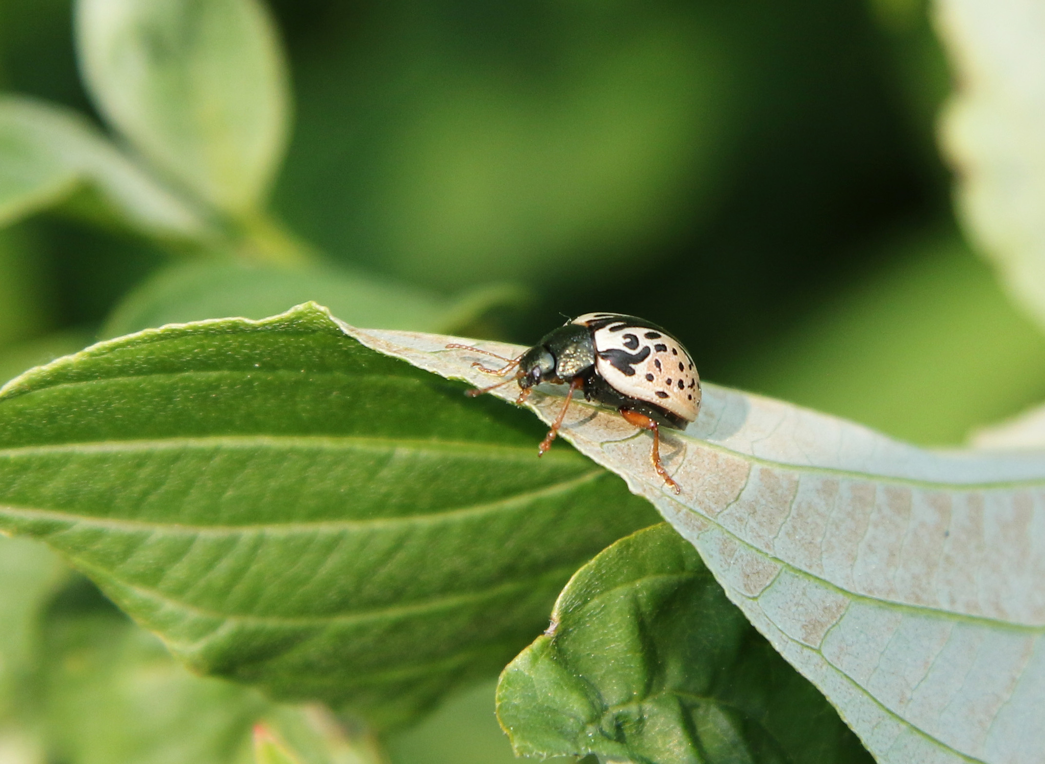 Calligrapha scalaris (J.E.LeConte, 1824)