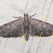 Eupithecia miserulata - Photo (c) Chuck Sexton, μερικά δικαιώματα διατηρούνται (CC BY-NC), uploaded by Chuck Sexton