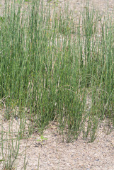 Equisetum × nelsonii