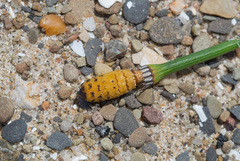 Equisetum × nelsonii