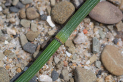 Equisetum × nelsonii