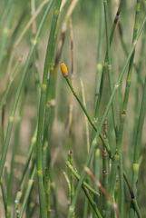 Equisetum × nelsonii