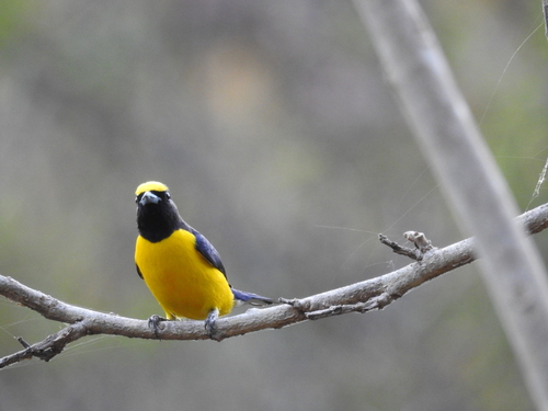 West Mexican Euphonia (Euphonia godmani), photo 5