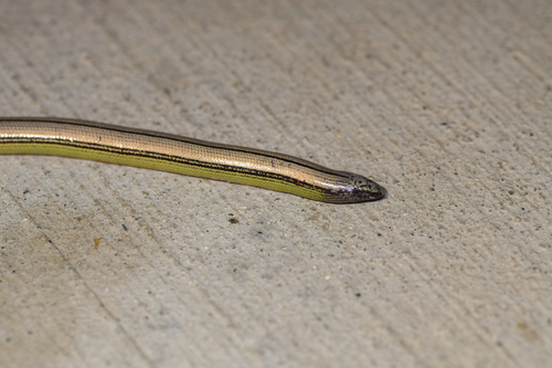 Southern Sierra Legless Lizard, Anniella campi