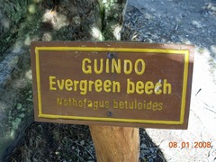 Nothofagus betuloides