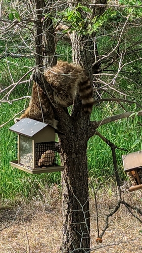 Common Raccoon photographed in North Dakota