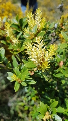 Orites lancifolius