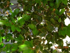 Nothofagus betuloides