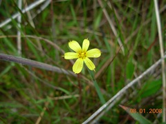 Sisyrinchium patagonicum