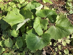 Pericallis × hybrida