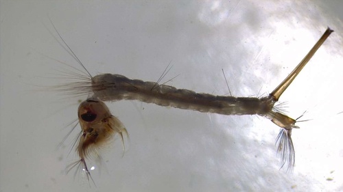 Culex fergusoni