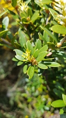 Orites lancifolius