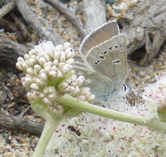 Icaricia icarioides parapheres