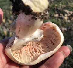 Agaricus incultorum