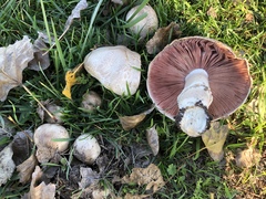 Agaricus incultorum