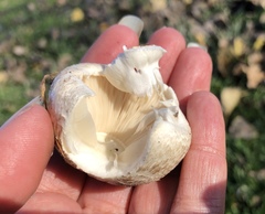 Agaricus incultorum