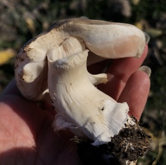 Agaricus incultorum