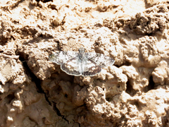 Chiomara asychis